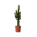 Plant in a Box - Euphorbia Ingens - Kandelaber-Euphorbie - Kaktus - Topf 17cm - Höhe 50-60cm