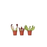 Plant in a Box - Sarracenia purpurea - 3er Set - Lila-Grün - Purpurroter Schlauchpflanze - Fleischfressende Pflanze - Topf 5,5cm - Höhe 10cm