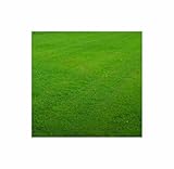 qm - 2 m² Rasensamen Sport- und Spielrasen Garten Pflanzen - Samen F-S4 - Seeds & Plants Shop by Ipsa