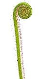 Fangblatt - fadenförmiger Sonnentau - Drosera Filiformis - fleischfressende Pflanze für Ihr Zuhause