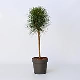 Plant in a Box - Pinus 'Sommerwind' - Zwergkiefer - Kugelförmig - Grüne Nadeln - Topf 24cm - Höhe 70-80cm
