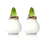 Weiße Wax (2 Stücke) Amaryllis Zwiebel in Wachs Kollektion, Blumenzwiebeln in Großformat 26/28, Exklusive Mischung von Pflanzen und Blumen aus Holland, Echte Hippeastrum (keine Samen, nicht künstlich)