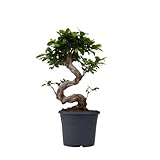 Plant in a Box - Ficus microcarpa Ginseng - S-Form Ginseng Baum - Topf 20cm - Höhe 55-65cm