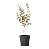 Plant in a Box - Acer Palmatum Taylor - Höhe 50-60cm - Japanischer Ahorn Winterhart - Ahorn Baum - Topf 19cm