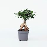 Plant in a Box - Ficus Ginseng - Bonsai Baum - Zimmerpflanzen - Topf 12cm - Höhe 30-40cm