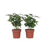 Plant in a Box - Coffea arabica - Kaffeeplanze - Zimmerpflanzen - Grüne blühende pflanze - 2er Set - Topf 12cm - Höhe 25-40cm