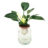 I Giardini di Giulia | Philodendron Birkin – Hydro Terra Ø14 cm H.40 | Hydrokulturpflanze mit Kegel aus Terrakotta und Glasgefäß | elegant und pflegeleicht