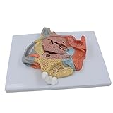 Medizinisches Modell für menschliche Nasenhöhle, Hals, Anatomie, anatomisches Pharynx Larynx-Modell für Medizinstudenten, Studienanzeige