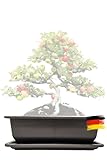 Genki-Bonsai Pflanzschale 34 x 26 x 9 cm aus Kunststoff – rechteckiger Pflanzkübel mit Untersetzer, frostbeständig, mit Drainagelöchern – für Bonsai, Kräuter, Zimmer- & Balkonpflanzen