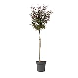 Plant in a Box - Acer palmatum 'Shaina' - Japanischer Ahornbaum winterhart - Rote Blätter - Topf 19cm - Höhe 80-90cm