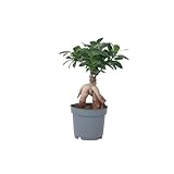 Plant in a Box - Ficus Ginseng - Bonsai Baum - Zimmerpflanzen - Topf 12cm - Höhe 30-40cm