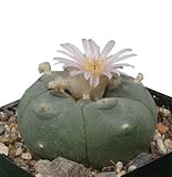 Lophophora williamsii​, 15 Samen Frische Ernte, Peyote, Ariocarpus