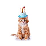 Bello Luna  Pet Birthday Hat Verstellbarer kurzer Plüsch-Hundehut wie eine Geburtstagstorte Geeignet für die meisten Hunde und Katzen - Blau