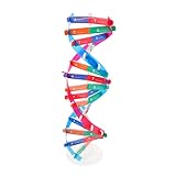 FRCOLOR DNA Modell Doppelhelix Selbstmontage Wissenschaftliches Lehrmittel für Pädagogisches Experimentierspielzeug zur Biologie und im Schulunterricht