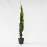 Plant in a Box - Toskanische Zypresse 'Totem' - Cupressus sempervirens - Toskana Säulen Mittelmeerzypresse - Winterhart - Topf 19cm - Höhe 70-80cm