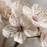 artissimo, Glasbild, 30x30cm, AG5626A, Blumen Blüten Nahaufnahme – Wandbild Wohnzimmer Schlafzimmer Esszimmer Flur Büro – moderne Wanddeko in Weiß Rosé – Scandi Style & Landhausstil