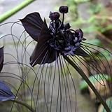 fledermausblume samen, bio saatgut blumenbeet hochbeet bonsai samen schnittblumen samen steingartenpflanzen winterhart seltene pflanzen, wohnzimmer deko zierblumen blumendeko 100pcs