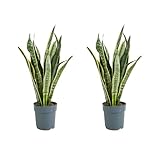 Bloomique - 2er Set - Sansevieria Laurentii - Bogenhanf - Sukkulenten - Zimmerpflanzen - Sehr Pflegeleicht - Höhe 30-40 cm - Topf 12 cm