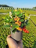 Gaultheria procumbens ‘Big Berry’ – Immergrüne Teppichbeere mit roten Beeren – Zierpflanze ca. 15 cm inkl. Topf – Winterhart, pflegeleicht, dekorativ für Garten, Terrasse & Balkon