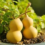 Flaschenkürbis gemüsebeet gartenpflanzen gemüsesamen - Seltene - balkon deko bio winterfeste für balkon, kalebassen flaschenkürbis 80samen