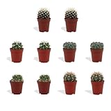 DutchLeafs Kugelkaktus Mix 10 Stück Verschiedene Mini-Kakteen - Topf 5,5 cm - Mammillaria Kaktus Kleine Pflanzen Sammlung Pflegeleichte Zimmerpflanzen - Höhe 8-15 cm
