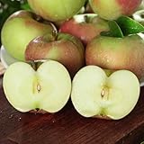 apfelbaum samen, outdoor pflanzen gewächshaus balkon bio saatgut garten hochbeet bonsai baum winterharte stauden mehrjährig stauden winterhart mehrjährig obstbäume deko pflanzen bio 350pcs