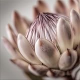 artissimo, Glasbild, 30x30cm, AG5627A, Blumen Blüten Nahaufnahme – Wandbild Wohnzimmer Schlafzimmer Esszimmer Flur Büro – moderne Wanddeko in Weiß Rosé – Scandi Style & Landhausstil