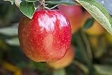 Malus 'Braeburn' 150-200 cm - Apfelbaum, rote und gelbe Früchte, Erntezeit Oktober, ideal für Obstgärten, winterhart und ertragreich