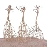 AquaOne Sahara Wurzel 25-35cm Aquarium Wurzel Holz Deko Aquascaping Dekoration Landschaft Moorkien Moorwood Redwood Mangrove Moos Natur Echtholz