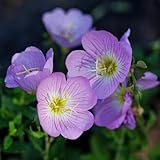 nachtkerze samen - winterharte pflanzen für garten, winterharte blumen nachtkerze samen bio blumensamen mehrjährig winterhart blumenwiese samen, steingartenpflanzen winterhart 35pcs