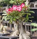 WüStenrosen Zwiebeln, Mysteriöse magische Glühbirne, Exotisch, Seltene Pflanze, Mehrjährige, Alasines Blumenzwiebel Mix, Schnell-Wachsend, Winterhart Pflanzen, 3zwiebeln-A