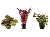 Tropica Pflanzen Set 3 schöne rote Topf Pflanzen Aquariumpflanzenset Nr.12 Wasserpflanzen Aquarium Aquariumpflanzen