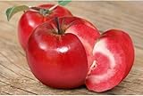 Säulenapfel Baya® Marisa – rotschaliger Apfelbaum im Topf, kompakt & pflegeleicht, ideal für Garten, Terrasse & Balkon – dekorativer Obstbaum ca. 60 cm Gesamthöhe inkl. Topf