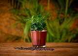 Kaffeepflanze | Coffea Arabica | Rot