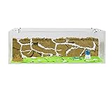 AntHouse - Natürliche Ameisenfarm aus Sand | Big Acryl Starter Set 30x15x10 cm | Inklusive Ameisenkolonie
