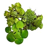 Schwimmpflanzen Set – Salvinia auriculata, Limnobium laevigatum, Salvinia minima – Miniteich, Teich und Aquarium