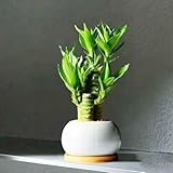 glücksbambus pflanze echt samen hydrokultur topf bambus pflanze nachhaltig Luftreinigende Zimmerpflanze, gartenpflanzen bambus samen minigarten wasserpflanzen pflanzensamen bonsai 50pcs