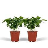 Kaffeepflanze - Coffea Arabica - Zimmerpflanze - Ø12cm - 25cm - 2 Stück