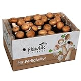Hawlik Pilzbrut - Kleine Steinchampignon Pilzkultur zum selber züchten - Pilzzuchtset - kinderleicht Pilze züchten – Champignons Zuchtset für zuhause - tolles Geschenk für Pilz und Gemüse Liebhaber