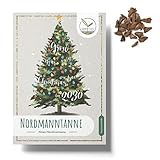 Nordmanntanne Samen (20x Stück) - Dein eigener Weihnachtsbaum zum selber Pflanzen als ideales Wichtelgeschenk