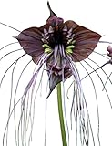 30 Samen Schwarze Fledermausblume'Black-Bat-Flower' - Tacca chantrieri Teufelsblume