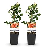 GreenboutiQ - Kletterrose - Rosa Orange Climber - Blüte Orange - Wenig Pflege - 2 Pflanzen - Topf 11cm Höhe 40cm