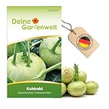 Kohlrabi Superschmelz Samen - Brassica oleracea - Kohlrabisamen - Gemüsesamen - Saatgut für 80 Pflanzen