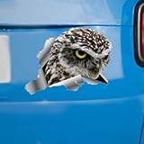 Madcolitote Angry Bird Auto-Fensteraufkleber, Eule, Stoßstange, 3D-Vinyl, gestanzt, lustig, Laptop, Stoßstange, Tiergeschenk, 55,9 cm