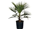 Sunny Tree - Palme - Trachycarpus Wagnerianus -Chinesische Fächerpalme - 90 CM Inklusif Topf - Stammhöhe 10-15 cm - Winterhart bis -18 - Topf 10 liter