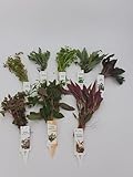 Wasserpflanzen Aquarium 5 schöne teils rote verschiedene Bundpflanzen im Set + 2 kleine Mooskugeln 1-2 cm