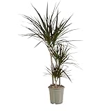 Bloomique - Dracaena Marginata - Drachenbaum - Zimmerpflanzen Groß - Pflegeleicht - Luftreinigend - Höhe 90-110 cm - Topf 21 cm