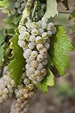 3 x Weinrebe Calardis Blanc – pilzwiderstandsfähig, elegant, ertragssicher – Pilzresistente Premiumrebe in Winzerqualität aus der Rebschule Vitiserve Steinmann