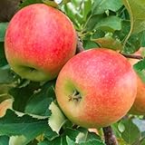 Apfelbaum 'Jonagold DeCosta' Winterharter Obstbaum 80-140 cm, Aromatische Süße Früchte, Wurzelnackte Obstbaume, Apfel, Malus domestica, Mehrjährig, Ideal für Garten & Obstwiese