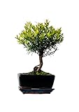 Syzygium Bonsai (ca 8 Order 10 Jahre) (Ca. 8 Jahre)